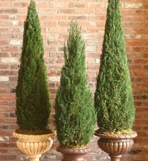 Preserved Spiral & Cone Topiary