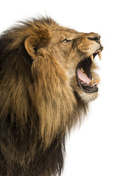 Lion topiary, side view with an open-mouth growl pose