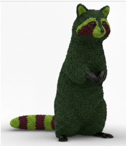 Raccoon topiary shown standing upright on two feet, in multi-color boxwood foliage