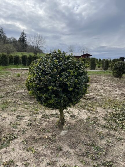 Live boxwood ball topiary on a single stem, shown with its root ball at the base.