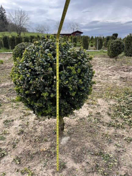 Live boxwood ball topiary on a single stem, round head of dense green foliage.
