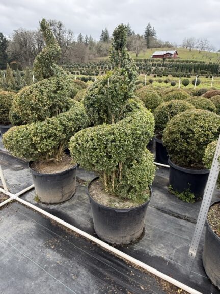 Live topiary plants