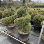Live boxwood spiral topiary with thick clipped spirals, shown at full height