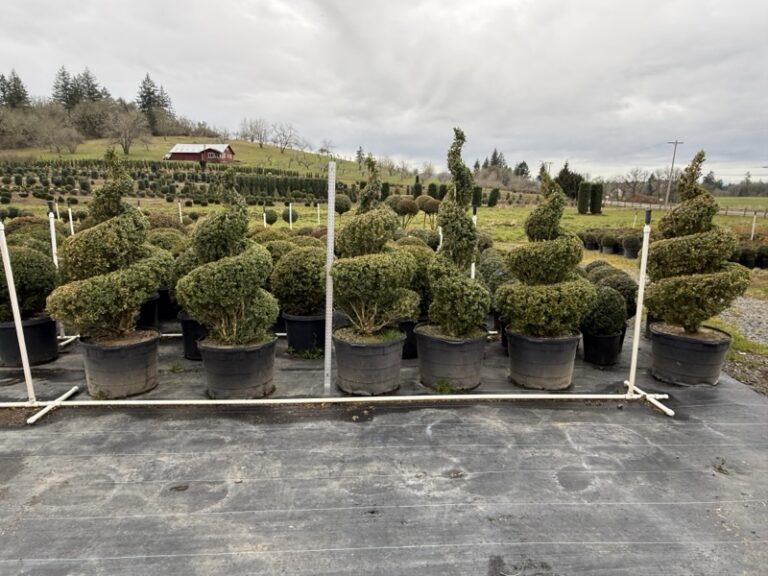 Complete Guide to Using Artificial Boxwood Plants in Different Places
