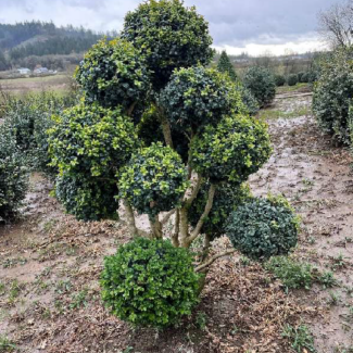 4 - 5 foot tall Buxus Sempervirens ‘Rotundifolia' – Poodle Topiary
