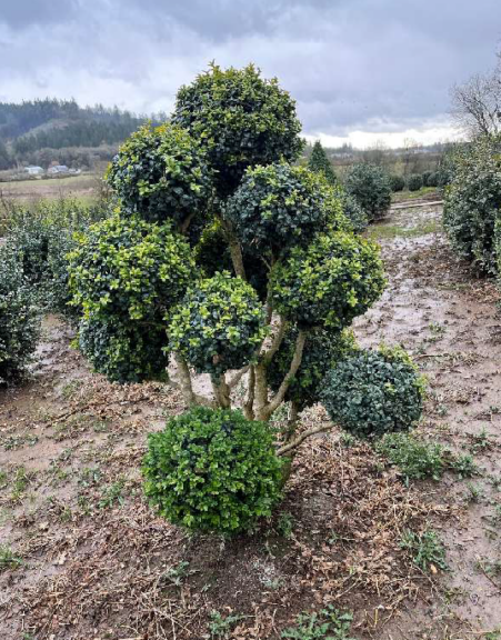 Buxus sempervirens 'Rotundifolia' English boxwood, product reference image