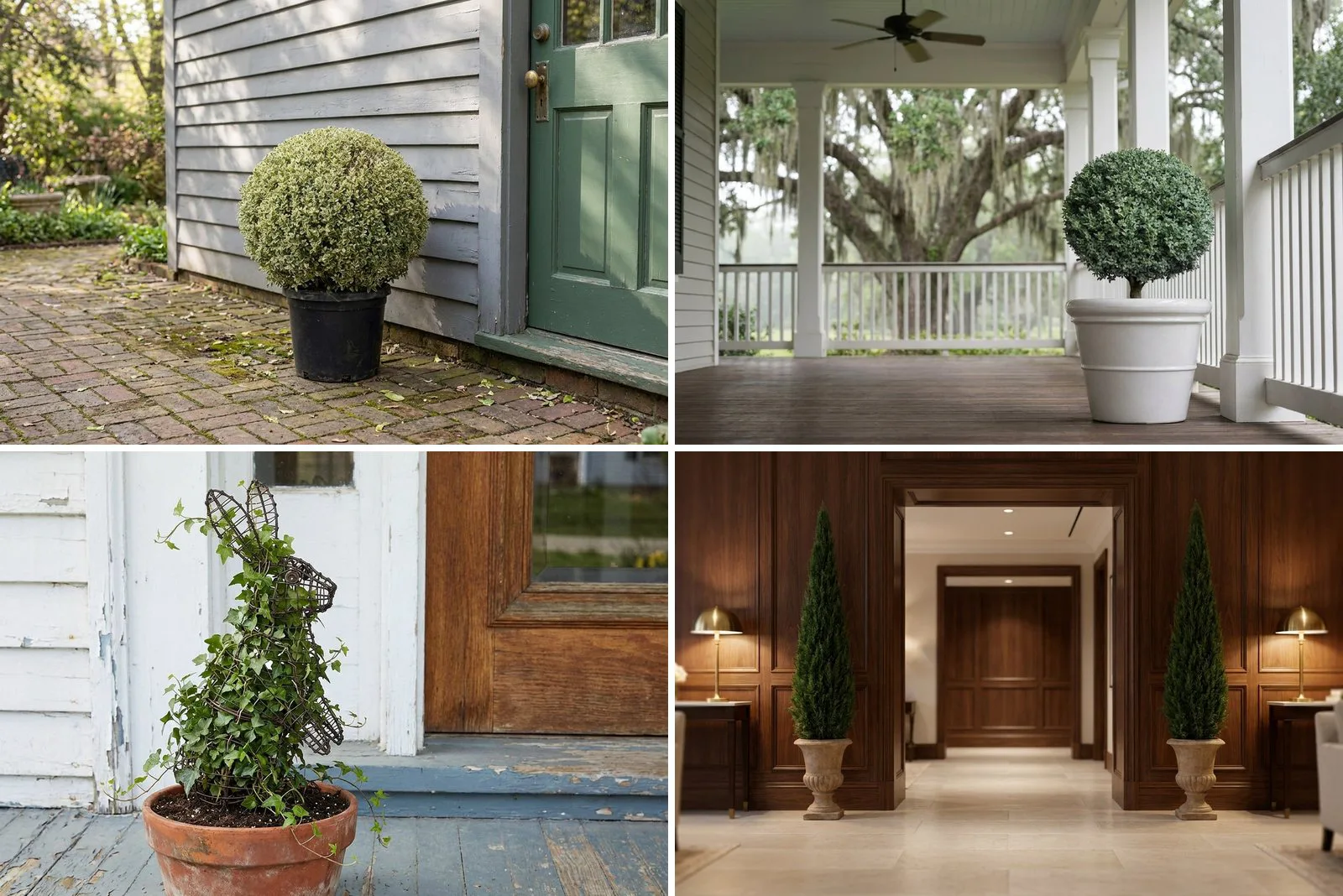 Topiary for Shade and Low Light
