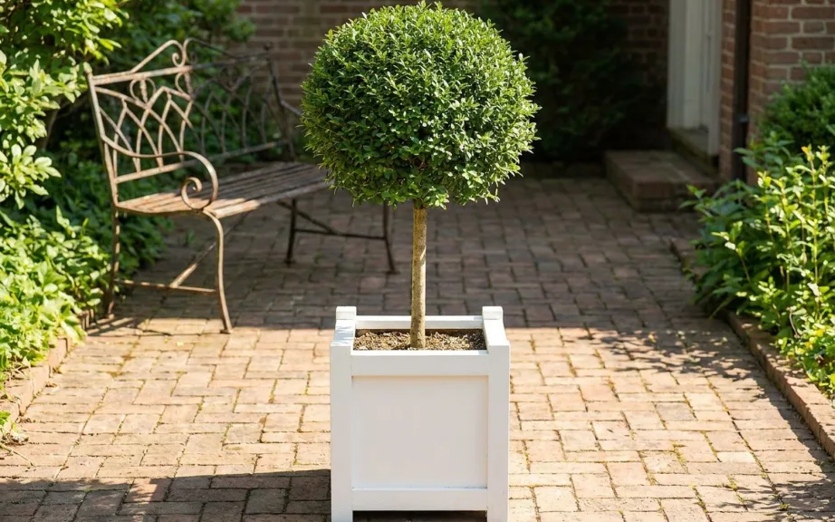 A clipped privet standard with a round head in a square white planter in a brick courtyard beside a wrought iron bench.