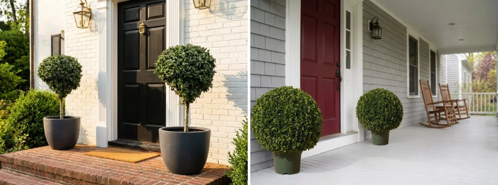 Live boxwood standards in black pots by a black front door, and a pair of artificial boxwood balls on a covered porch by a red door.