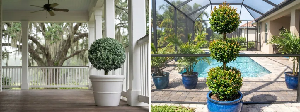 A boxwood ball in a white planter in the open shade of a deep Southern porch with a live oak beyond, and a eugenia triple-ball topiary in a blue glazed pot by a screened pool.