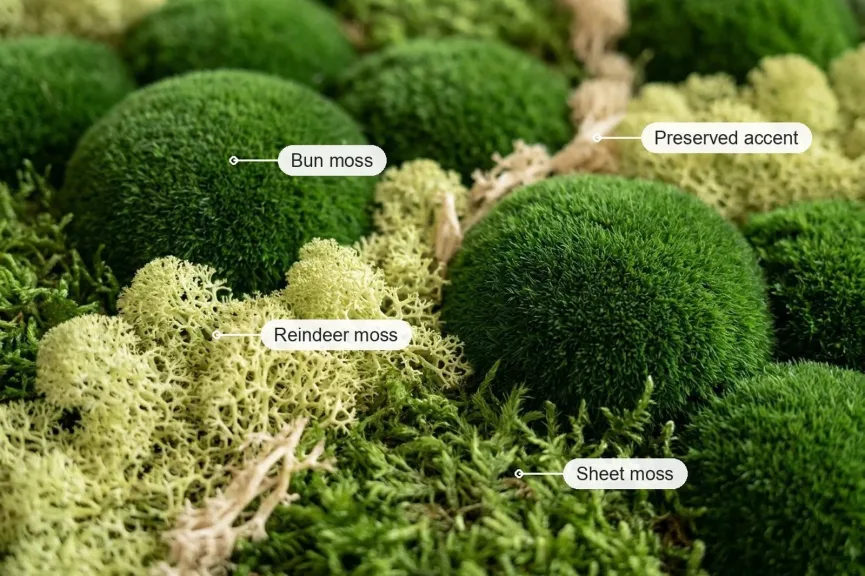 A close-up of a preserved moss panel with labels on the domed bun moss, the pale branching reindeer moss, the flat sheet moss and a pale preserved accent.