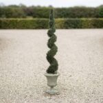 Spiral Cypress Topiary, 10 ft