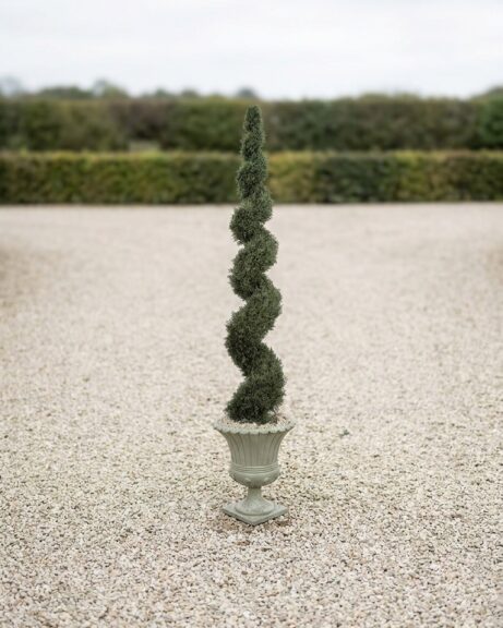 Spiral Cypress Topiary, 10 ft