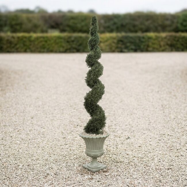 Spiral Cypress Topiary, 10 ft
