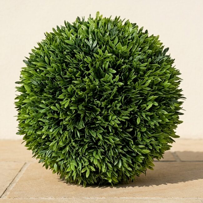 Podocarpus Topiary Ball, 10–12 in
