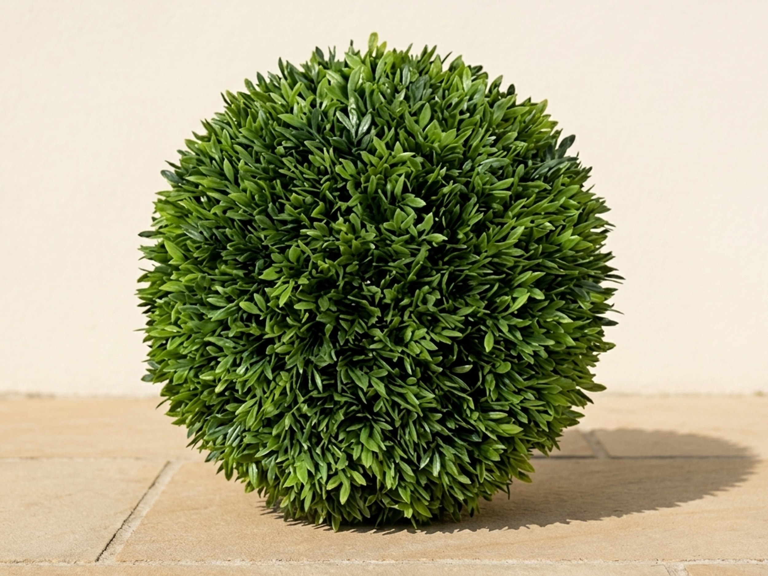 Podocarpus Ball Topiary, 10–12 in