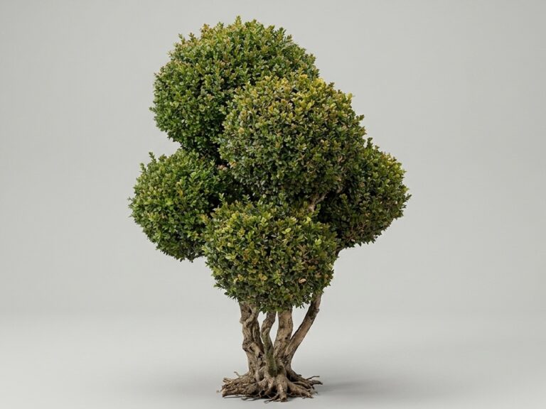 Live Boxwood Pom Pom Topiary, 11-12 Ft