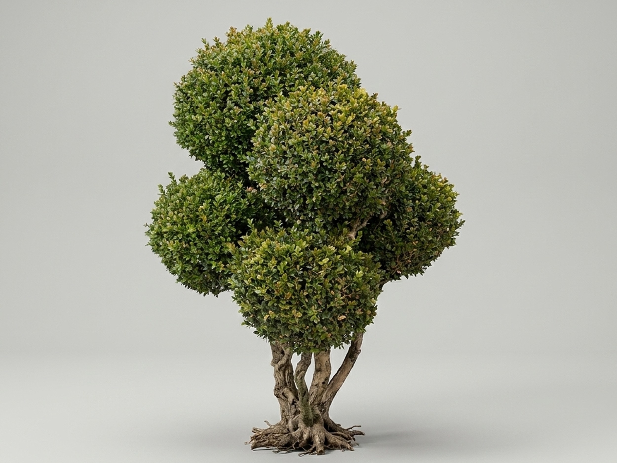 Live Boxwood Pom Pom Topiary, 53 in – 12 ft Live Boxwood Pom Pom Topiary, 53 in – 12 ft