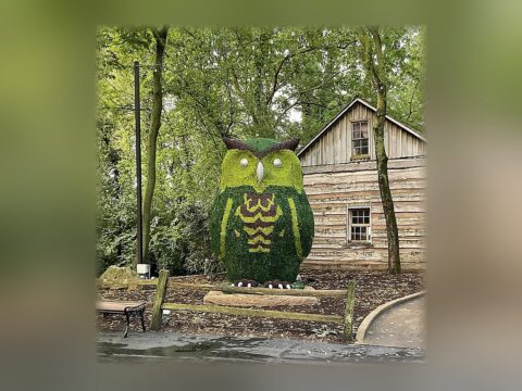 Owl Multi-Color Boxwood Topiary, 11 ft