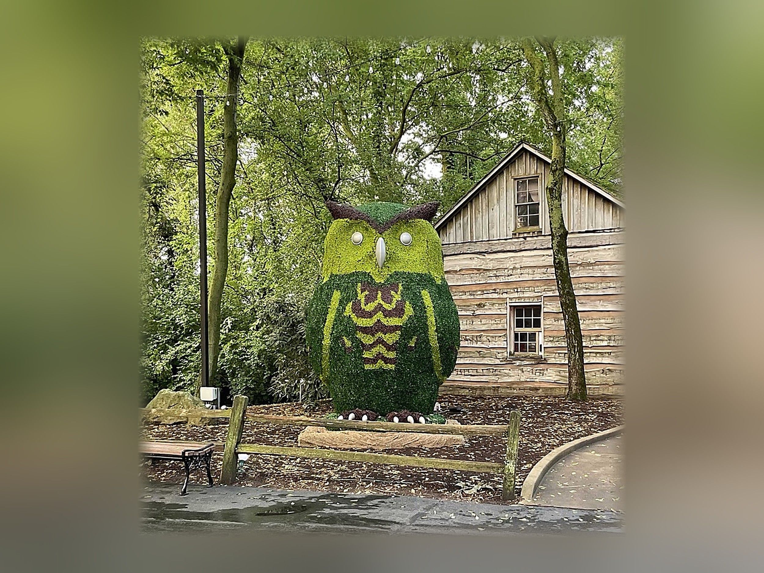 Owl Multi-Color Boxwood Topiary, 11 ft Owl Multi-Color Boxwood Topiary, 11 ft