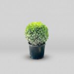 Green Beauty Globe Topiary, 12-15 in