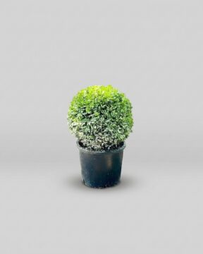 Green Beauty Globe Topiary, 12-15 in