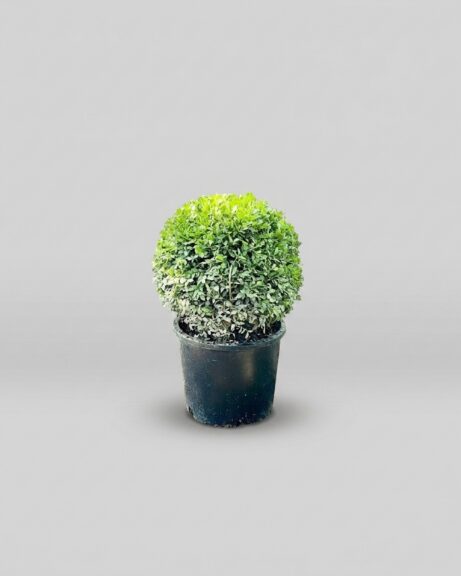 Green Beauty Globe Topiary, 12-15 in