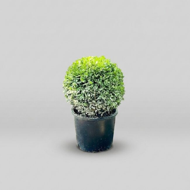 Green Beauty Globe Topiary, 12-15 in