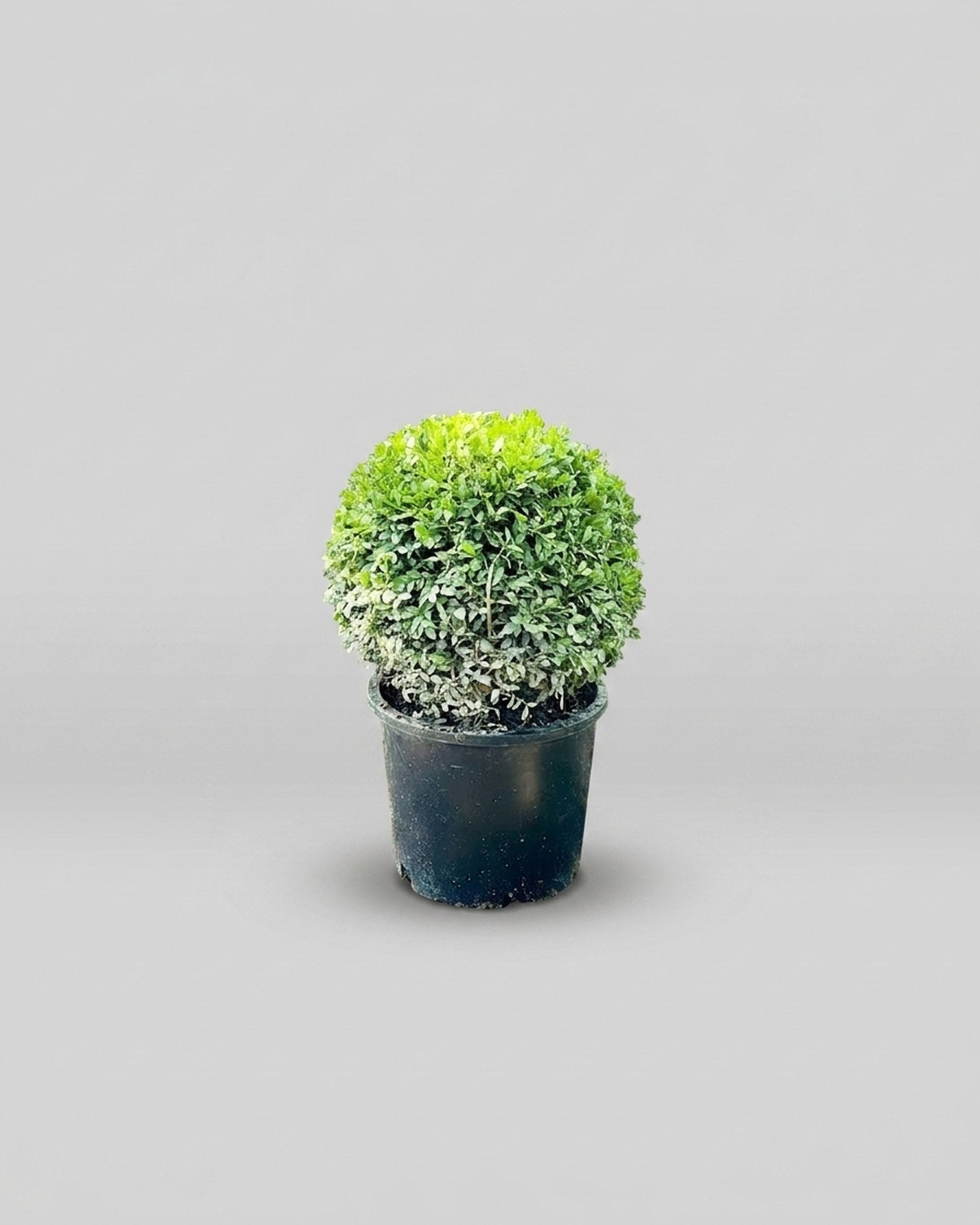 Green Beauty Globe Topiary, 12-15 in Green Beauty Globe Topiary, 12-15 in