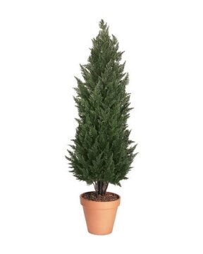 Cypress Tree Topiary, 10–12 ft