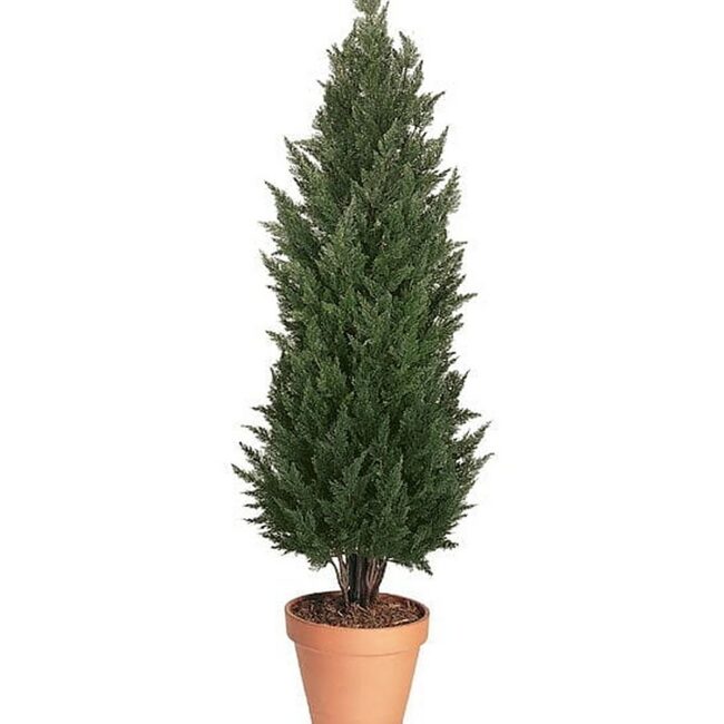 Large Outdoor Cypress Topiary Tree, 144 In