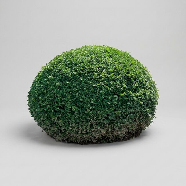Live Boxwood Half-Moon Topiary, 12–20 in
