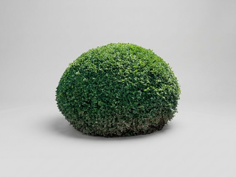 Live Boxwood Half-Moon Topiary