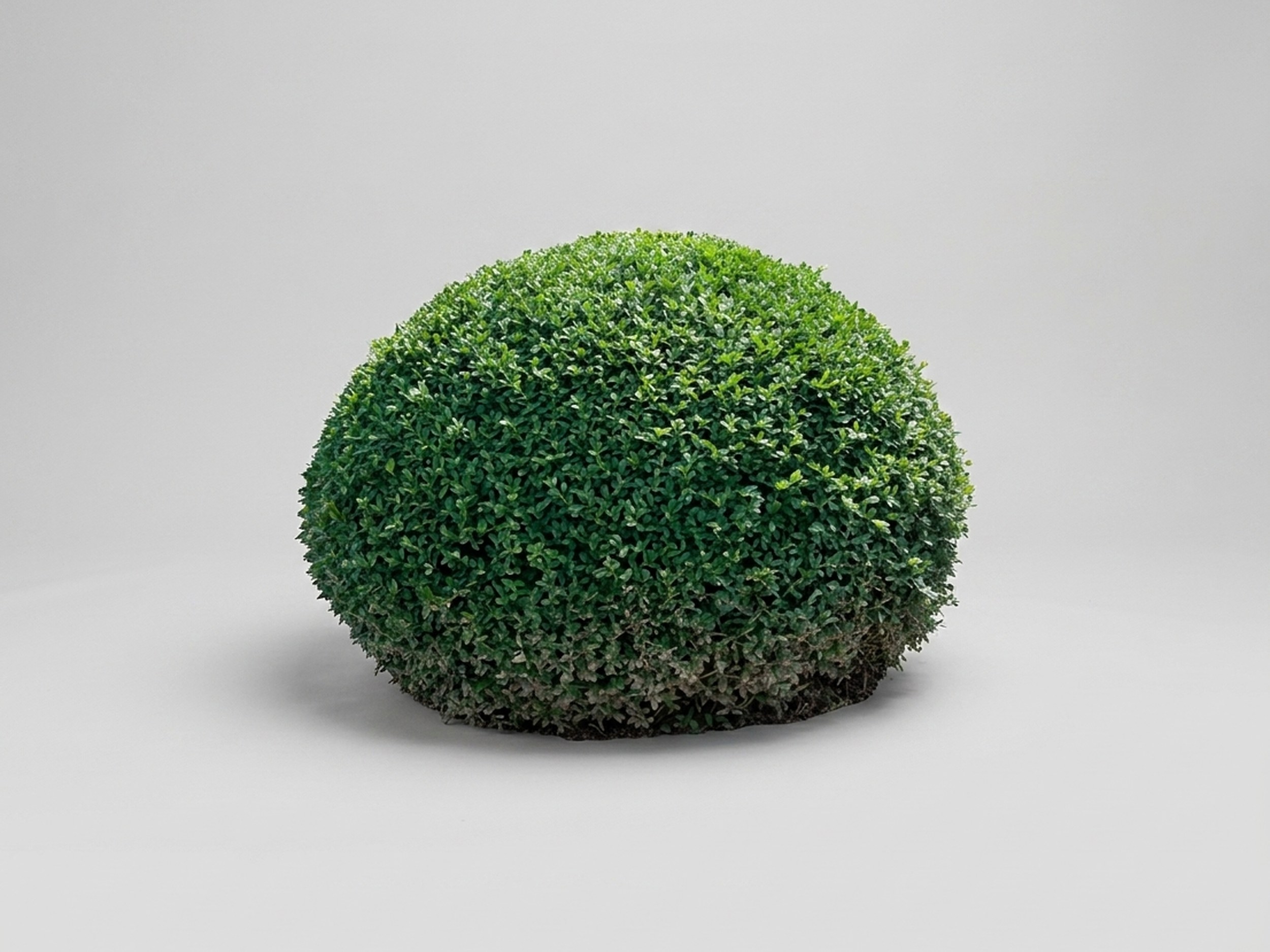 Live Boxwood Half-Moon Topiary, 12–20 in Live Boxwood Half-Moon Topiary, 12–20 in