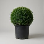 Green Beauty Globe Topiary, 18-21 In
