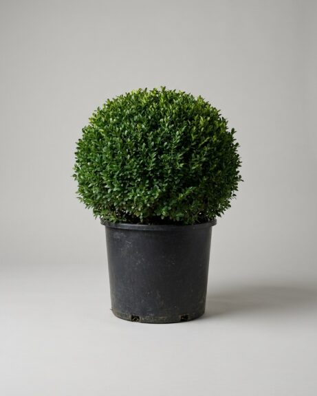 Green Beauty Globe Topiary, 18-21 In