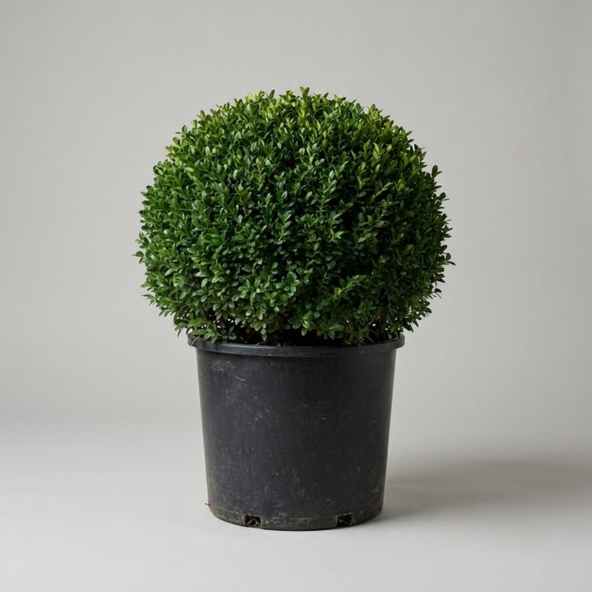 Green Beauty Globe Topiary, 15–21 in