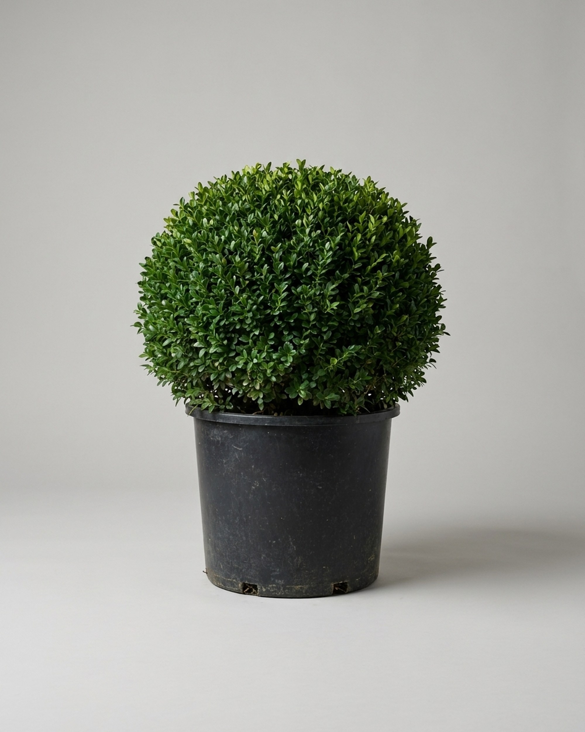 Green Beauty Globe Topiary, 15–21 in