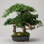 20 Inch Monterey Preserved Bonsai Topiary