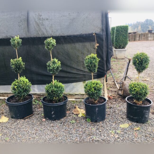 Live Boxwood Double Ball Topiary, 21–33 in