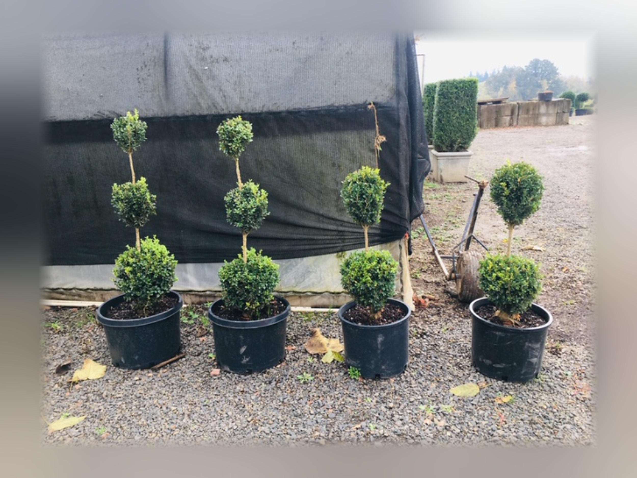 Live Boxwood Double Ball Topiary, 21–33 in