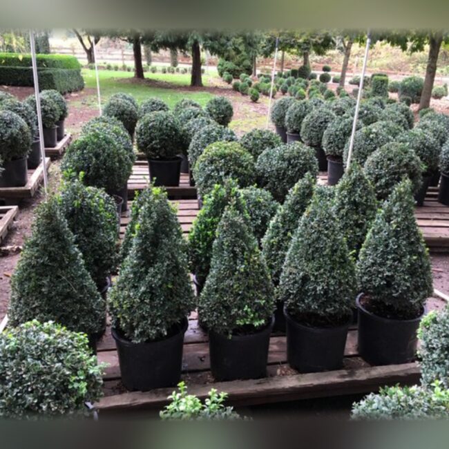 Live Boxwood Cone Topiary, 15–34 in