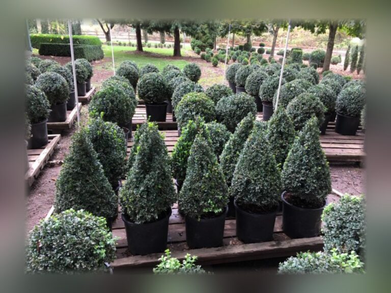 Landscapers & trade topiary by TopiaryTree