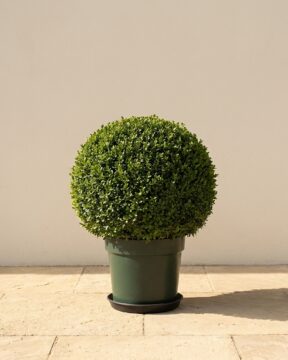 Potted Japanese Boxwood Ball Topiary, 24–26 in