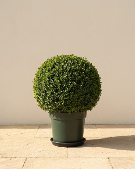 Potted Japanese Boxwood Ball Topiary, 24 in