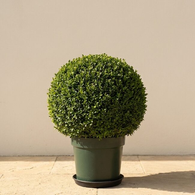 Potted Japanese Boxwood Ball Topiary, 24–26 in
