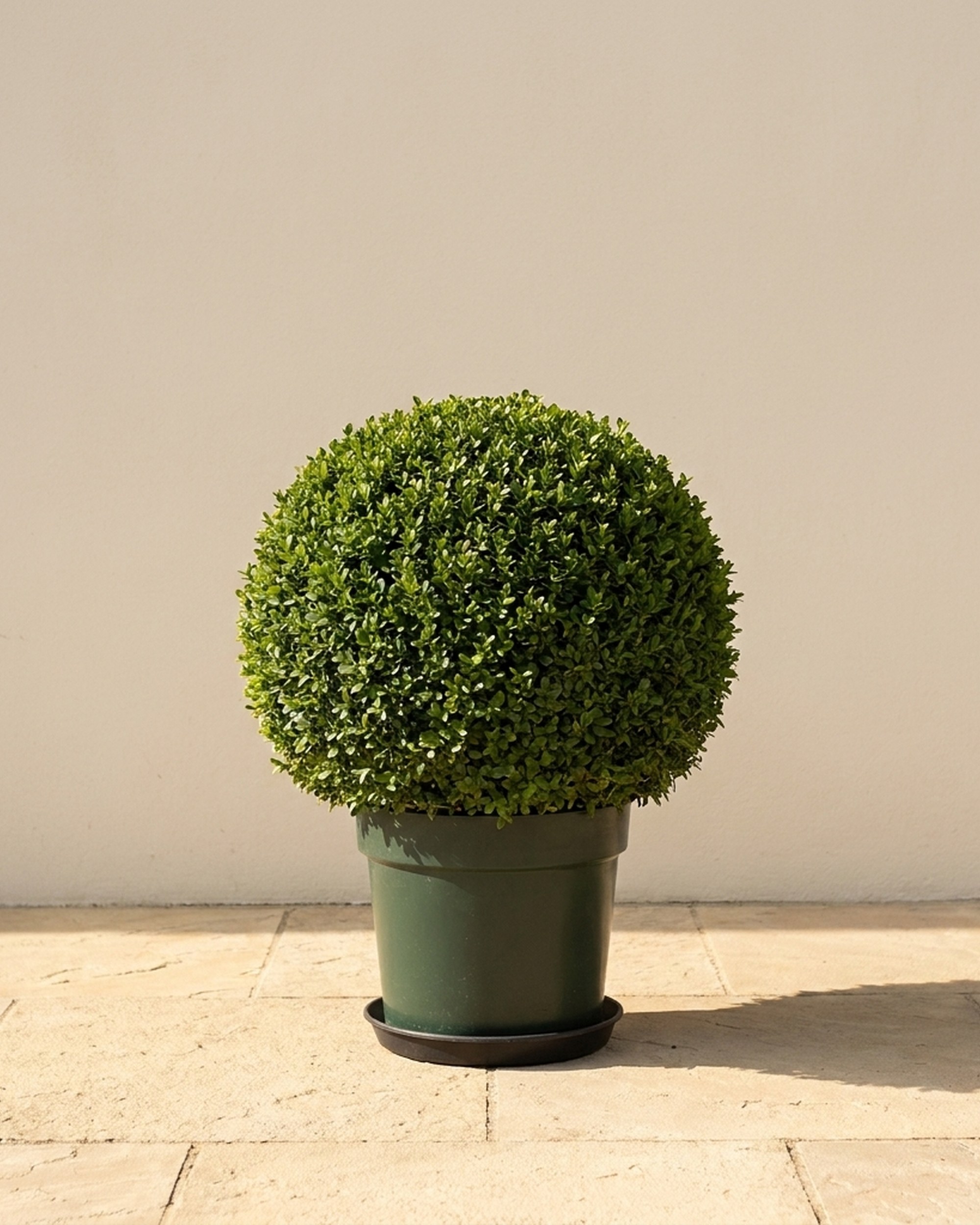 Potted Japanese Boxwood Ball Topiary, 24–26 in