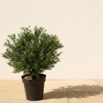 UV Rosemary Podocarpus Topiary, 24 in