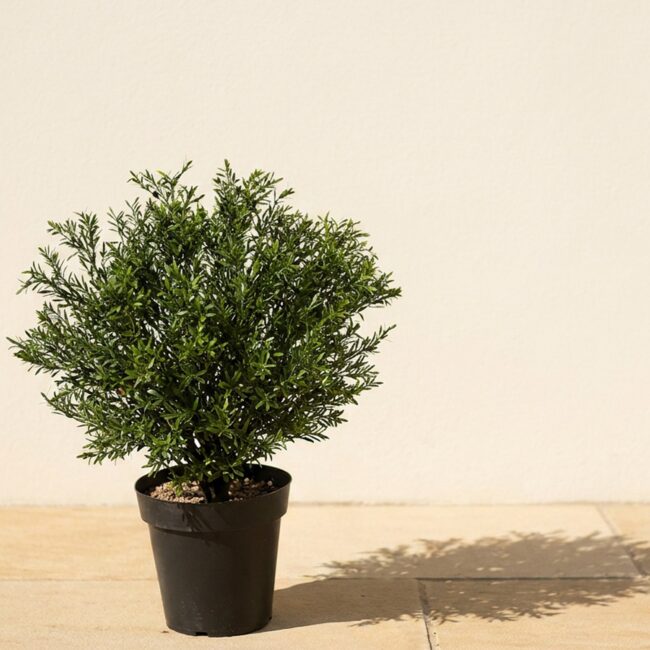 UV Rosemary Podocarpus Topiary, 24 in
