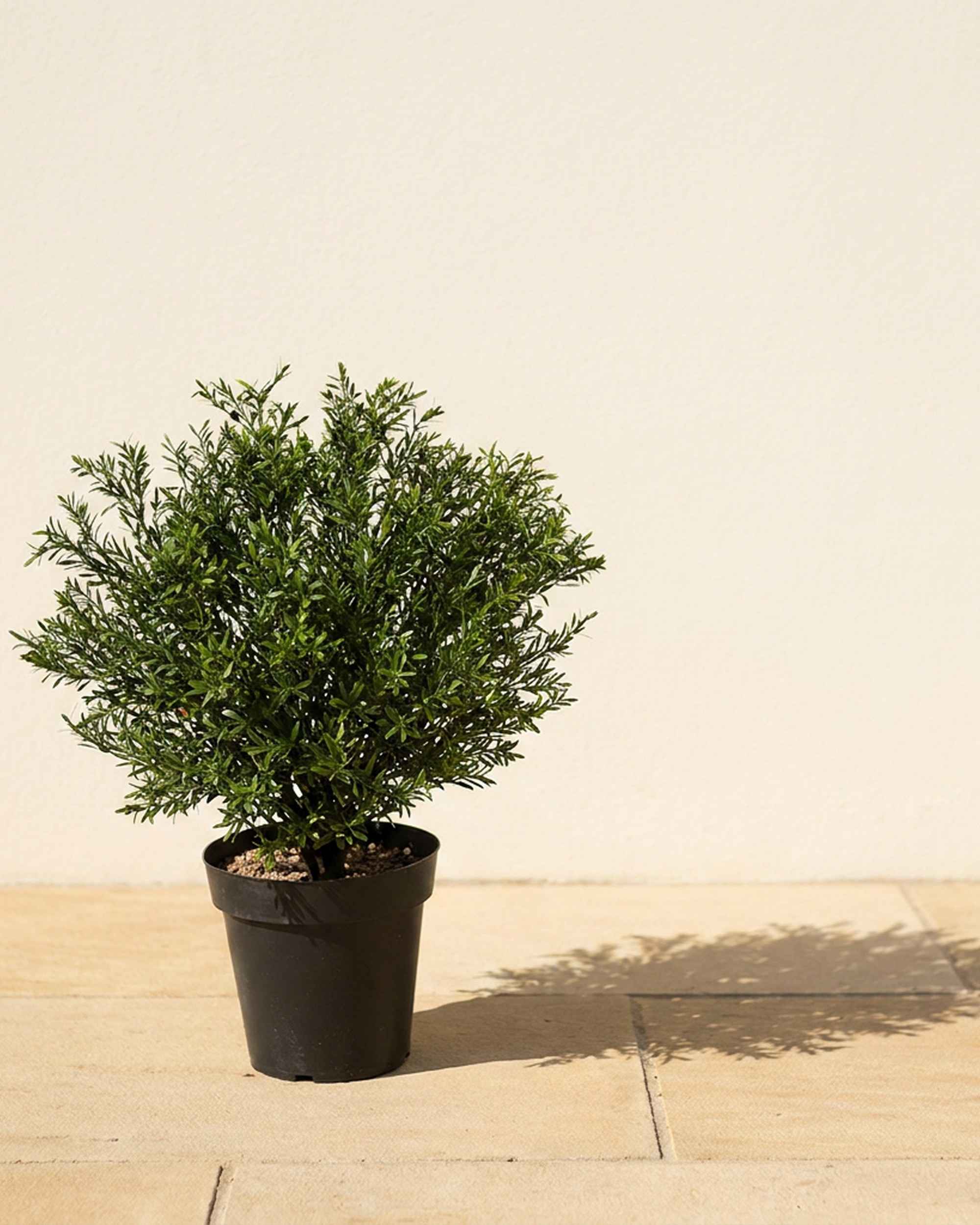 UV Rosemary Podocarpus Topiary, 24 in